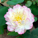 🌸 A Sagrada Flor de Lótus Bonsai  (Compre 1 Leve 2)