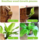 Madeira Brasil Planta da Sorte + Monge de Brinde (COMPRE 1 LEVE 2)