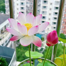 🌸 A Sagrada Flor de Lótus Bonsai  (Compre 1 Leve 2)