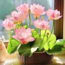 🌸 A Sagrada Flor de Lótus Bonsai  (Compre 1 Leve 2)