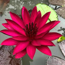 🌸 A Sagrada Flor de Lótus Bonsai  (Compre 1 Leve 2)