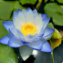 🌸 A Sagrada Flor de Lótus Bonsai  (Compre 1 Leve 2)