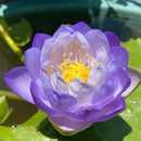 🌸 A Sagrada Flor de Lótus Bonsai  (Compre 1 Leve 2)