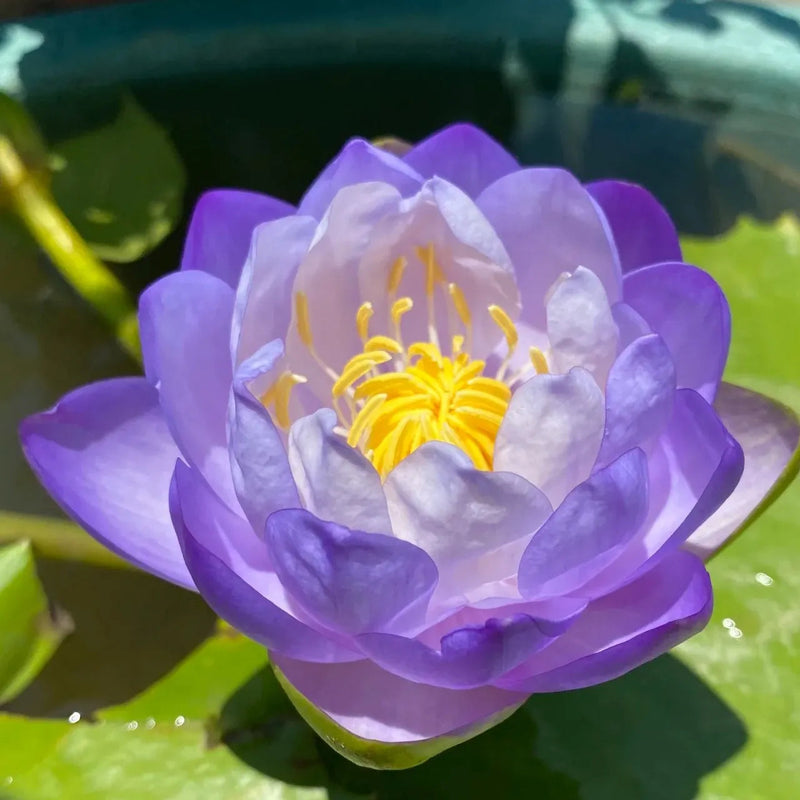 🌸 A Sagrada Flor de Lótus Bonsai  (Compre 1 Leve 2)