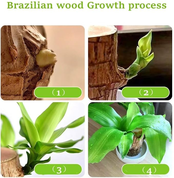 Madeira Brasil Planta da Sorte + Monge de Brinde (COMPRE 1 LEVE 2)