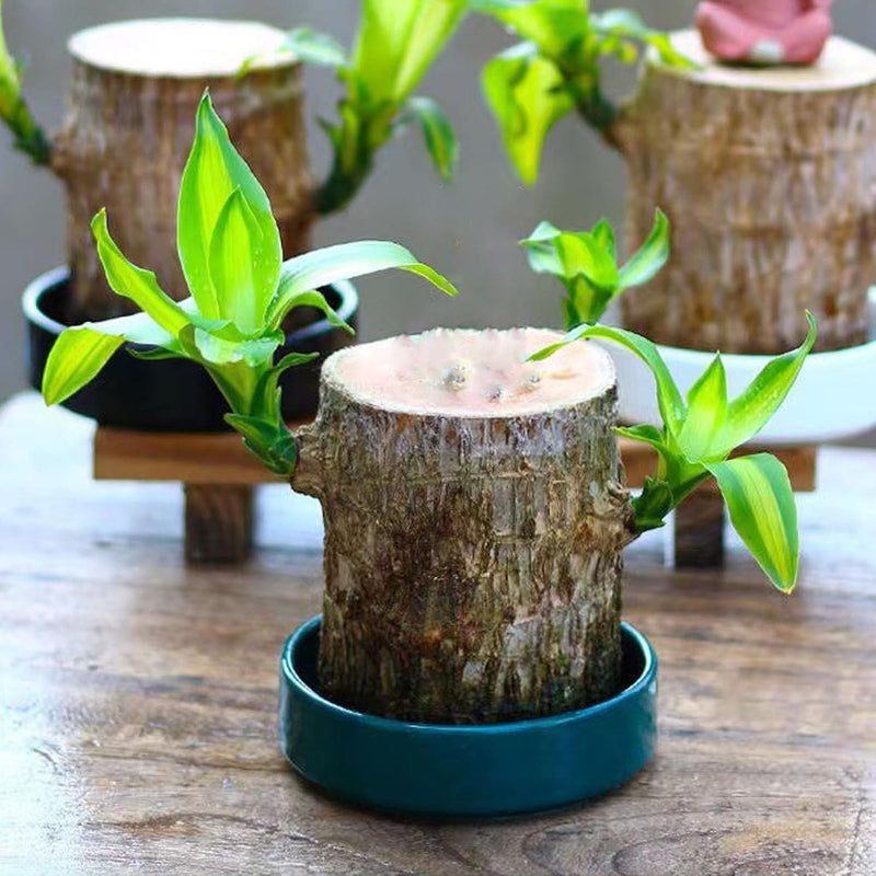 Madeira Brasil Planta da Sorte + Monge de Brinde (COMPRE 1 LEVE 2)