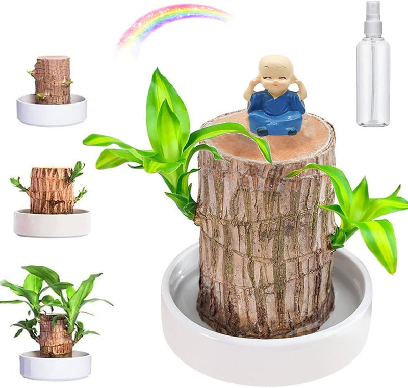 Madeira Brasil Planta da Sorte + Monge de Brinde (COMPRE 1 LEVE 2)