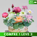 🌸 A Sagrada Flor de Lótus Bonsai  (Compre 1 Leve 2)